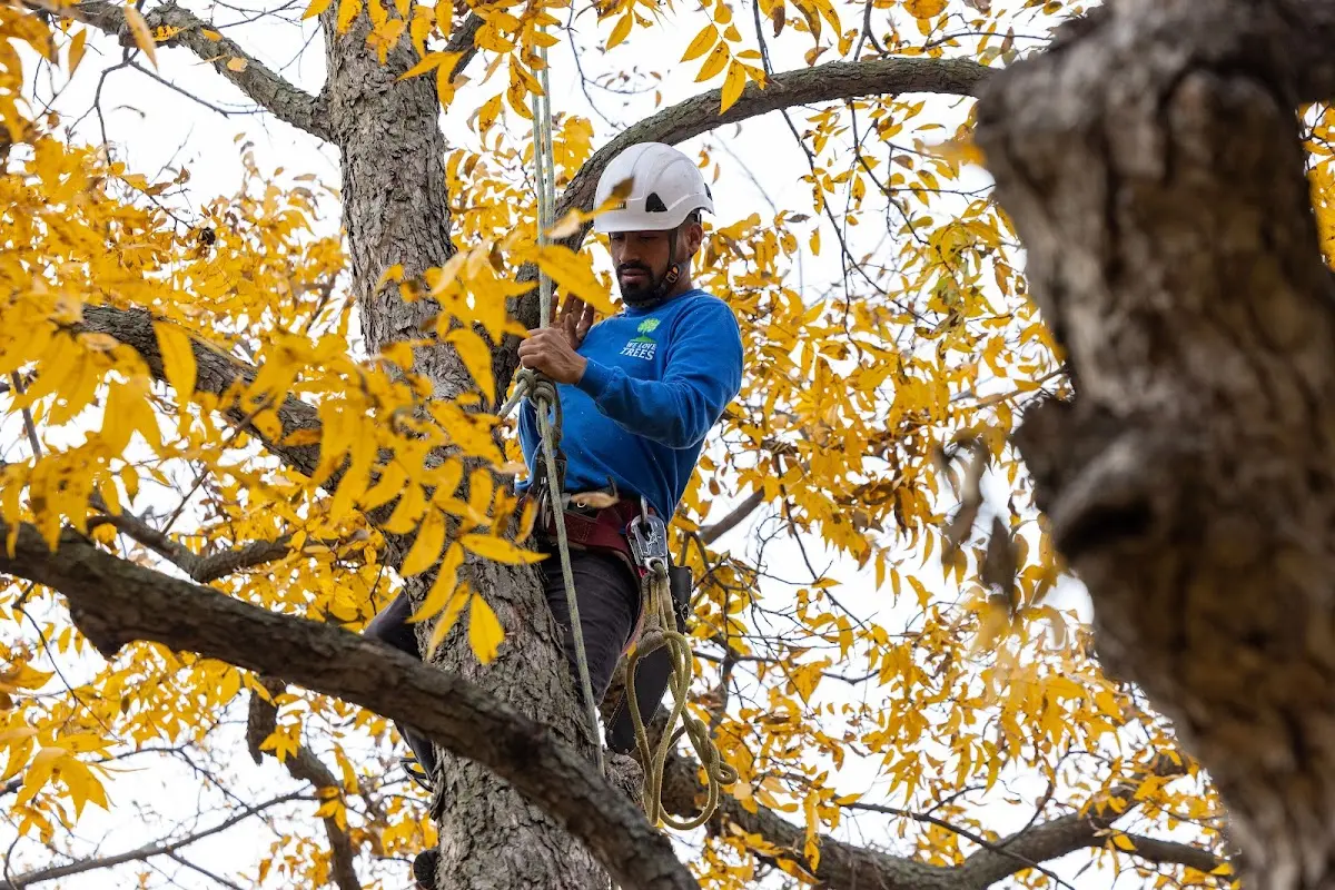 Skilled Tree Planting crew working in Oakland